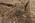 8 x 11 Distressed Antique Earth-Tone Persian Joshegan Rug 60851